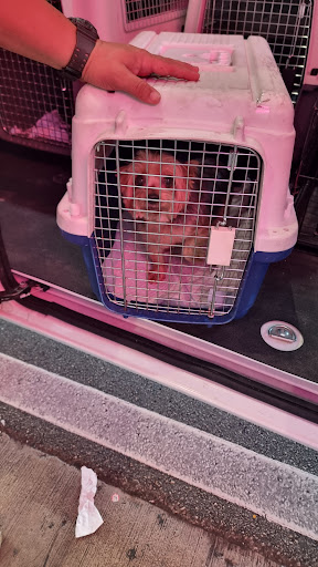 Photo from customer review