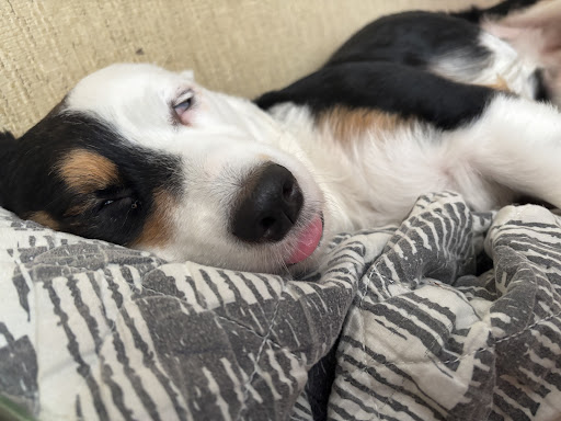 Photo from customer review