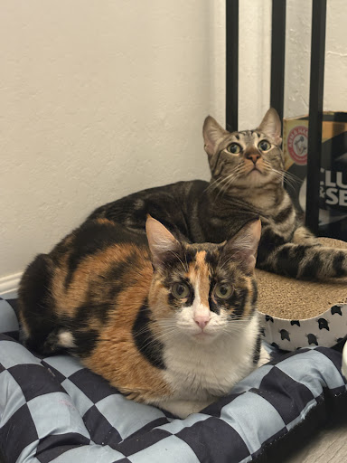 Photo from customer review