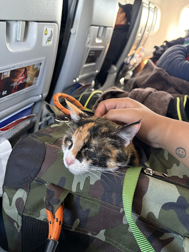 Photo from customer review